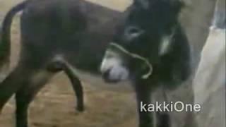 Donkey Mule Blowjob