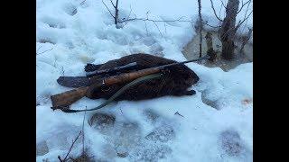 Majavan Metsästystä  Beaver Hunting 2019 Jakso 2