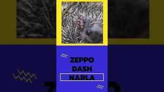 Hedgehog Names #shorts