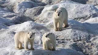 Polar Bears of Wrangel Island