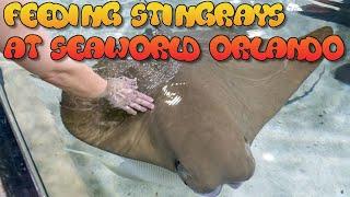 POV Of Feeding Stingrays at Sea World Theme Park Orlando FL - 8K POV Video #adventureschmuck