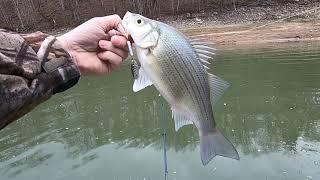 Whitebass fishing Holston river Rogersville Tn.