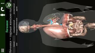 Внутренние органы в 3D анатомия. RU