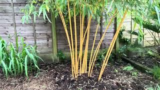 Phyllostachys vivax - It’s a runner