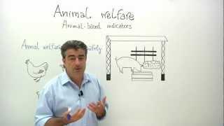 Animal welfare animal-based indicators