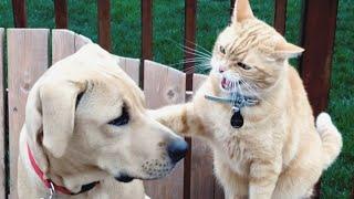Cats vs Dogs Fighting - Funny Cats and Dogs Compilation  PETASTIC 