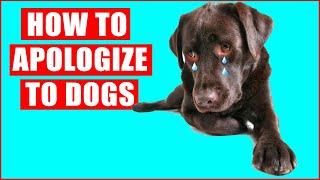 How to Apologize to Your Dog