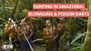 Amazonian hunting demonstration blowgun and poison darts  BRAZIL