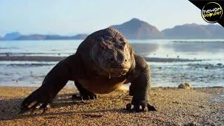 10 Fakta Mengejutkan Tentang Komodo