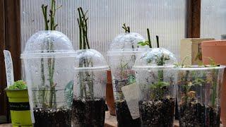 How to Root Rose Cuttings Fast and Easy  Rose Propagation Part 1