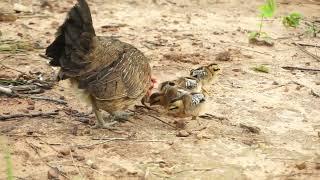 Mom Wild Chicken Lead Her Baby Chicken Find To Food  A Mother Hen And  Baby Find To Eat