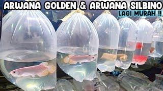 ARWANA GOLDEN & ARWANA SILBINO LAGI MURAH‼️PASAR IKAN HIAS JATINEGARA‼️