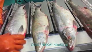 Поточная линия механизированной разделки красной рыбы лососевых
