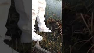 Walking through muddy swamp to an ISLAND in AIR FORCE 1