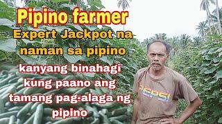 Pipino farmer jackpot kanyang binahagi kung paano ang tamang pag-alaga ng pipino.