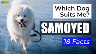 Is a Samoyed the Right Dog Breed for Me? 18 Facts About Samoyed Dogs