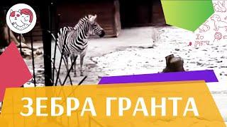 Зебра  Гранта Размножение на ilikepet