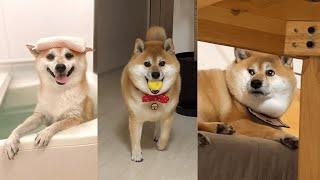 Funniest shiba inu Videos 2023  New Funny Shiba Inu best Videos  Part 11   Tik Toks Compilation