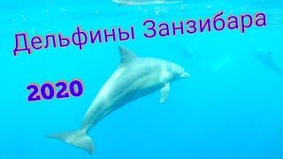 Дельфины на Занзибаре 2020