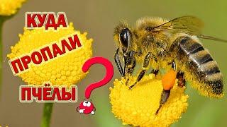 Куда Пропали Пчёлы?  Where have the bees gone?