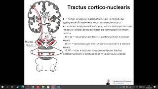 Tractus corticonuclearis.  Запись 2023 05 09 07 34 08