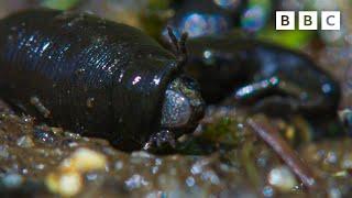 TERRIFYING toad massacre 🫣  Wild Isles  - BBC