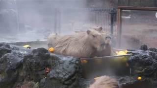 1 hour relax with capybaras and vaporwave