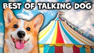 Best Talking Dog Videos April 2024