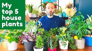 My Favorite Houseplants  Indoor Plants You Should Own