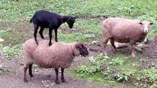 SHEEP & GOATS can be SUPER FUNNY SEE FOR YOURSELF - Funny ANIMAL compilation