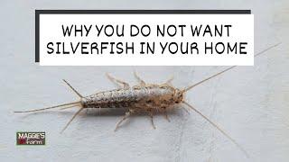 Why You Do Not Want Silverfish in Your Home