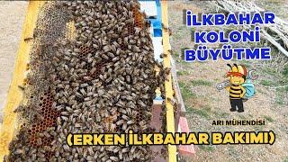 KIŞ SALKIMINDAN GÜVENLİ İLKBAHARA KOLONİ BÜYÜTME