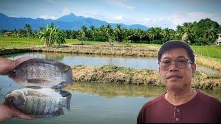 TILAPIA FARMING-60 DAYS OF CULTURE BEST FEED FOR TILAPIA FISH WHAT MAKES TILAPIA GROW FASTER