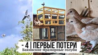 Минус 4 шт. Первые потери  Бакинские мраморные голуби  Baku high-flying pigeons