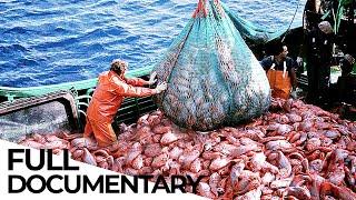 Where Have All the Fish Gone?  Overfishing Crisis  ENDEVR Documentary