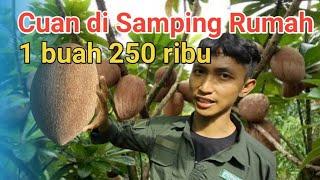 SAWO RAKSASA DI SAMPING RUMAH YANG MENGHASILKAN CUAN 250 RIBU PER BUAH