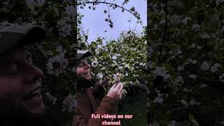 The Apple Tree Wild Food & Medicine  #shorts #asmr #apple #wildfood