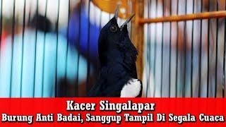 Piala Jateng 2022 - Kacer Singalapar Babak Belur 3 Kali Tampil 3 kali Pula Masuk Nominasi
