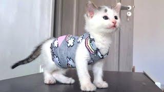 Cat clothes from socks PushPaws
