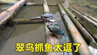 Kingfisher caught fish so funny that he only wanted to take a bath three times in a row masked bir