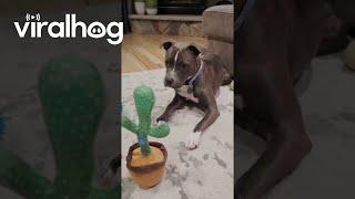 Cactus Toy Unleashes Pittys Inner Howl  ViralHog