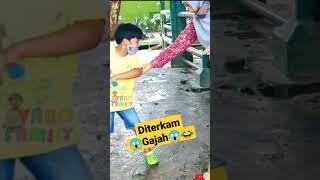 Diterkam Gajah Kebun Binatang Surabaya #shorts #anak #kbs #zoo #viral #reels #gajah #animals