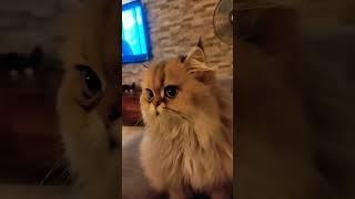 Kedi Videoları - Cat Videos - Virgin Akşam Sevdirmesine Geldi.  Ama Nazlandı Kaçtı 