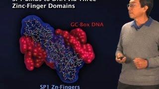 Discovery of transcription factors - Robert Tjian BerkeleyHHMI