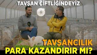 TAVŞANCILIK PARA KAZANDIRIR MI?  Tavşan Çiftliğindeyiz