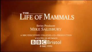 The Life Of Mammals  Intro And End Credits  BBC David Attenborough Documentary