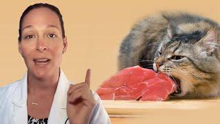 Is Raw Cat Food Safe For Cats? A Vets Perspective