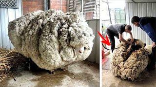 This Sheep Ran Away for 5 Years. Its Discovery Was a Real Surprise That Broke World Record