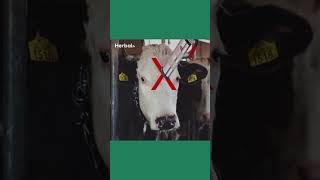 Penelitian antara Sapi yang disembelih dengan sapi yang ditembak #short