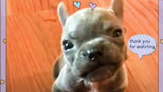 Sassy Cleft Palate PuppyBooFrench BulldogCompilation #1